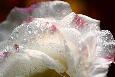 《勇者斗恶龙宝藏》新预告公开 12月9日登陆NS